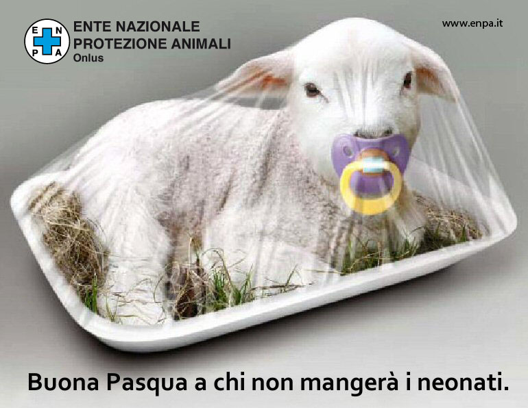 agnello_pasquai