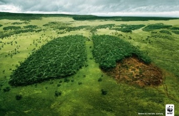 olio di palma - wwf