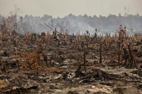 olio di palma - deforestazione