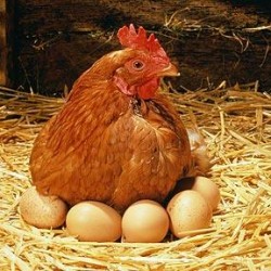 Hen-eggs_1370969c